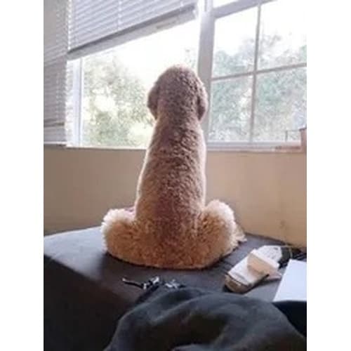 Mentula Canis Network